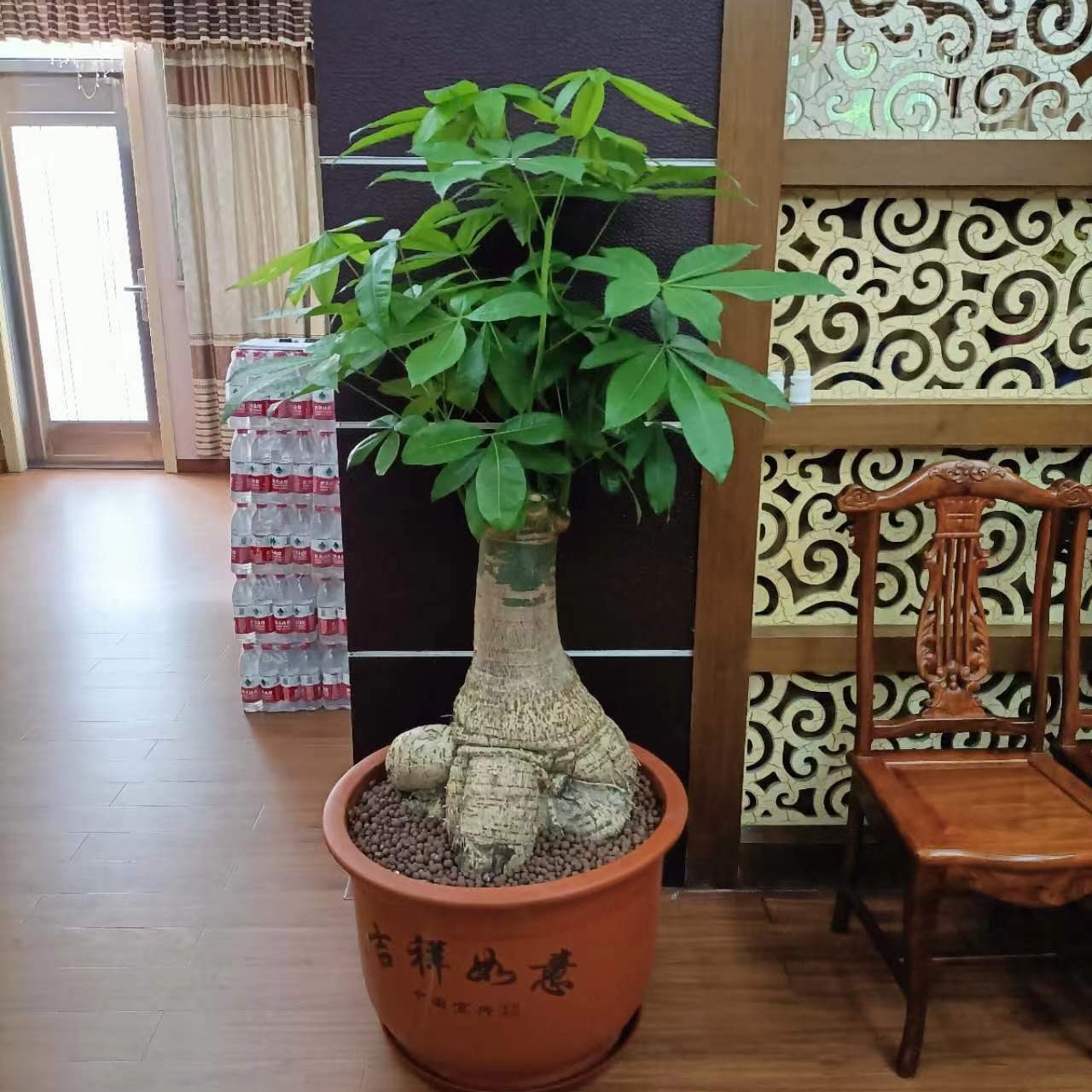 供電局室內(nèi)綠植批發(fā)